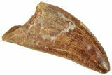 Serrated, Carcharodontosaurus Tooth - Real Dinosaur Tooth #322054-1